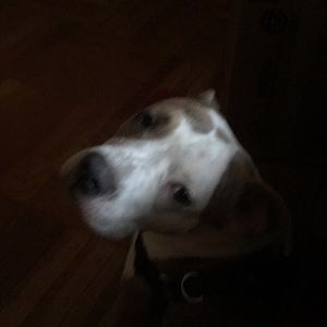 Meet your Posher, Char